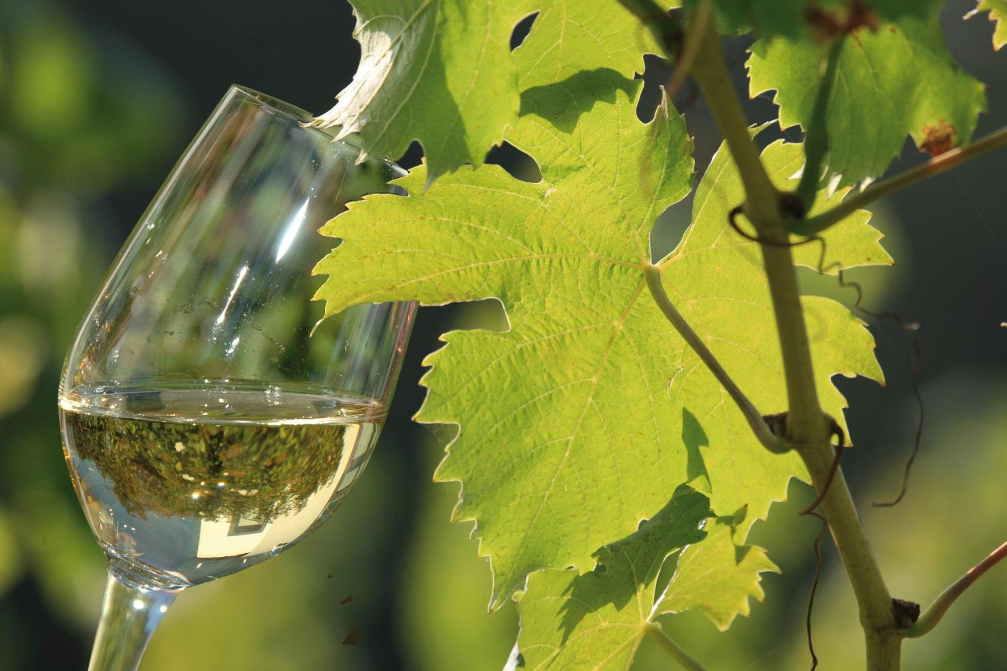 דירות ברידל Weingut Rosenbaum מראה חיצוני תמונה