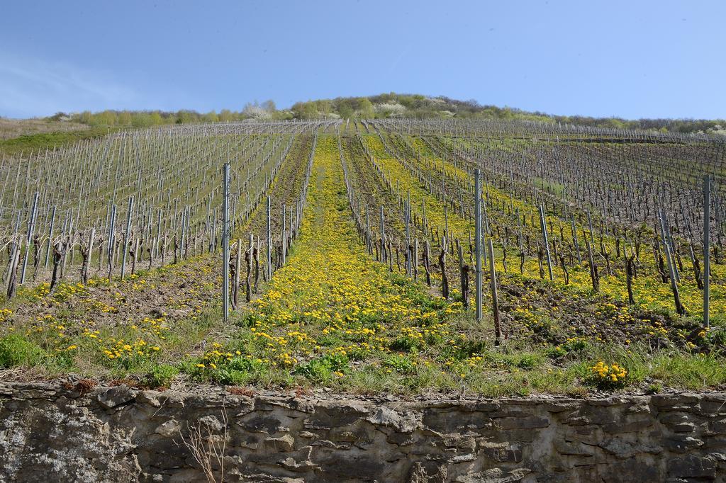 דירות ברידל Weingut Rosenbaum מראה חיצוני תמונה